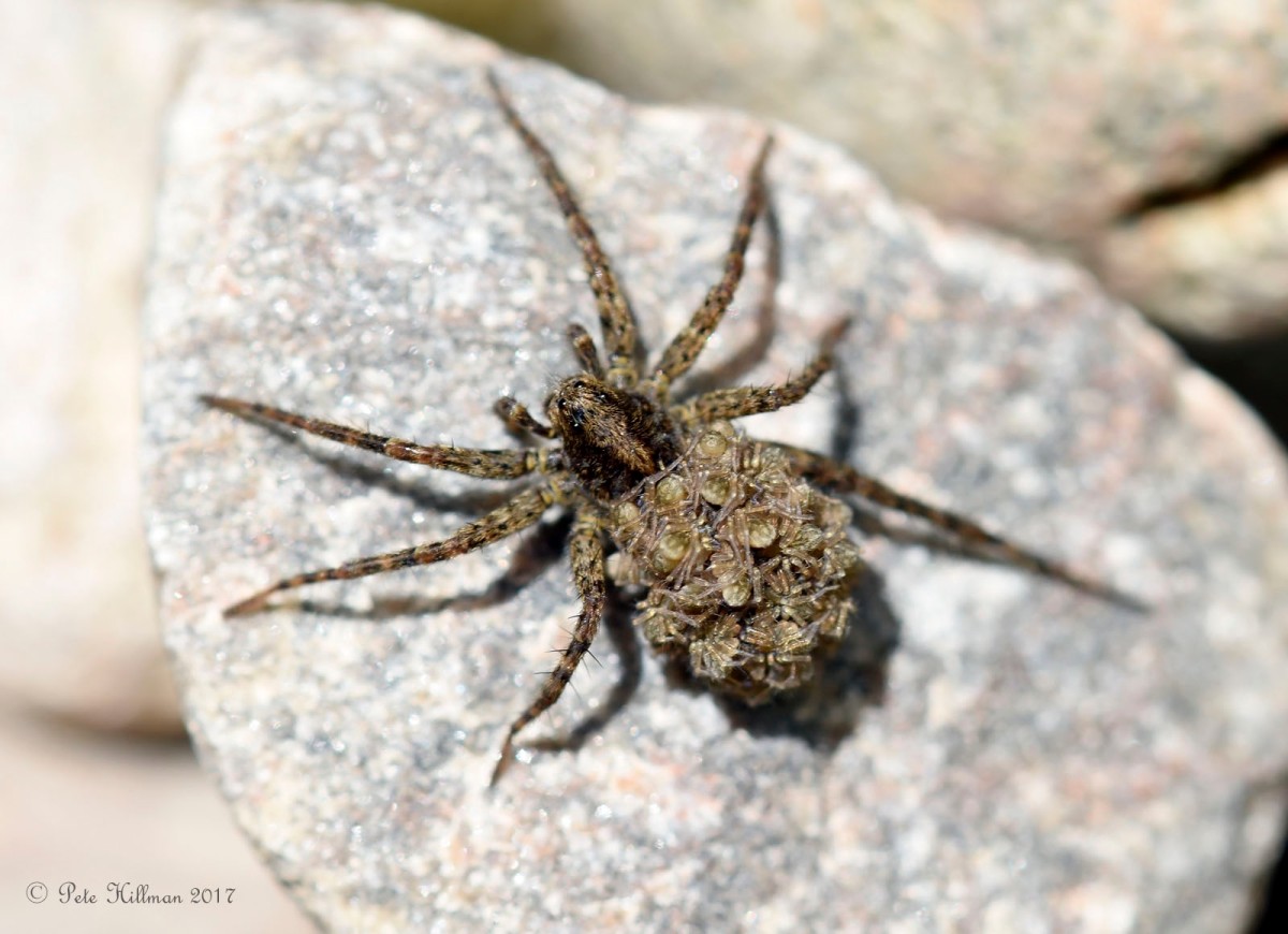 Spotted Wolf Spider Pardosa amentata female with spiderlings