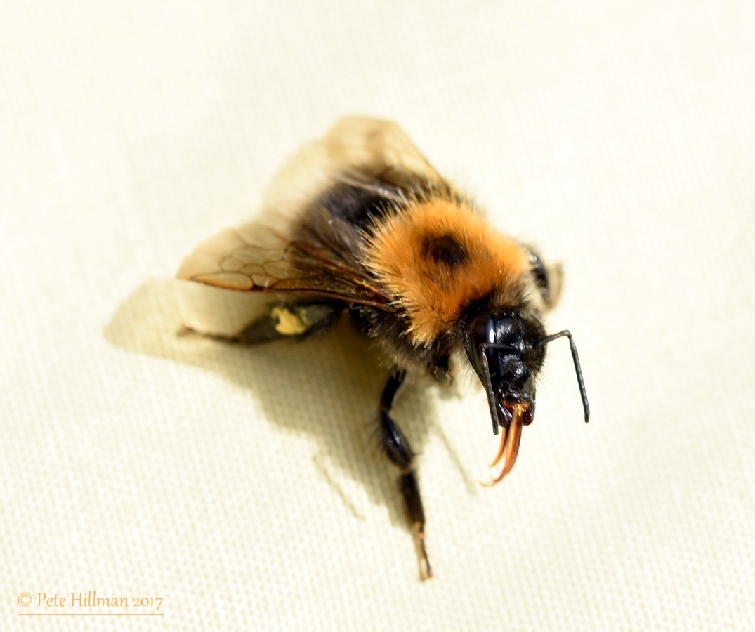 Tree Bumblebee Bombus hypnorum