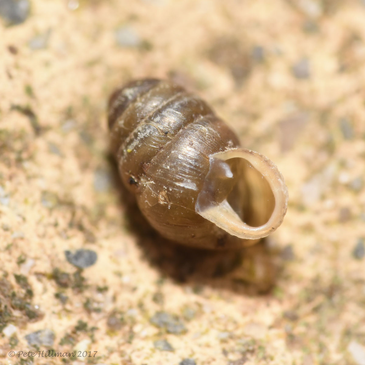 Common Chrysalis Snail Lauria cylindracea