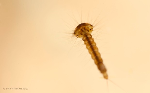culicine larva