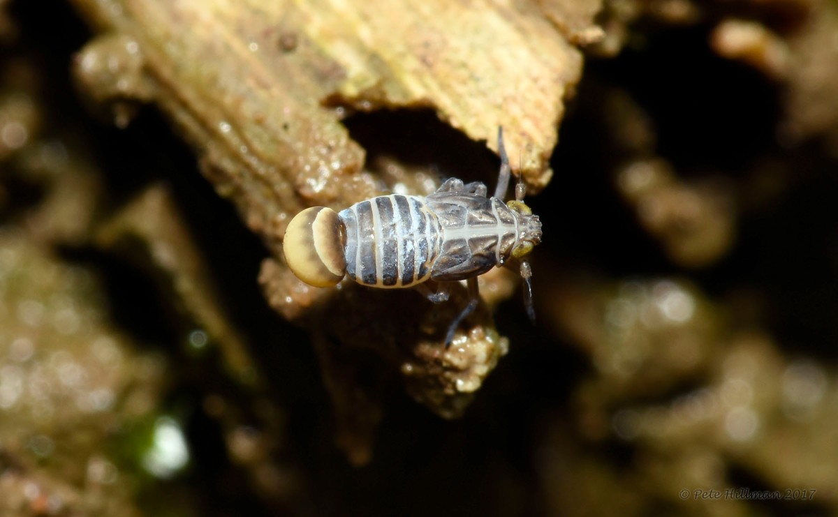 Delphacidae sp nymph