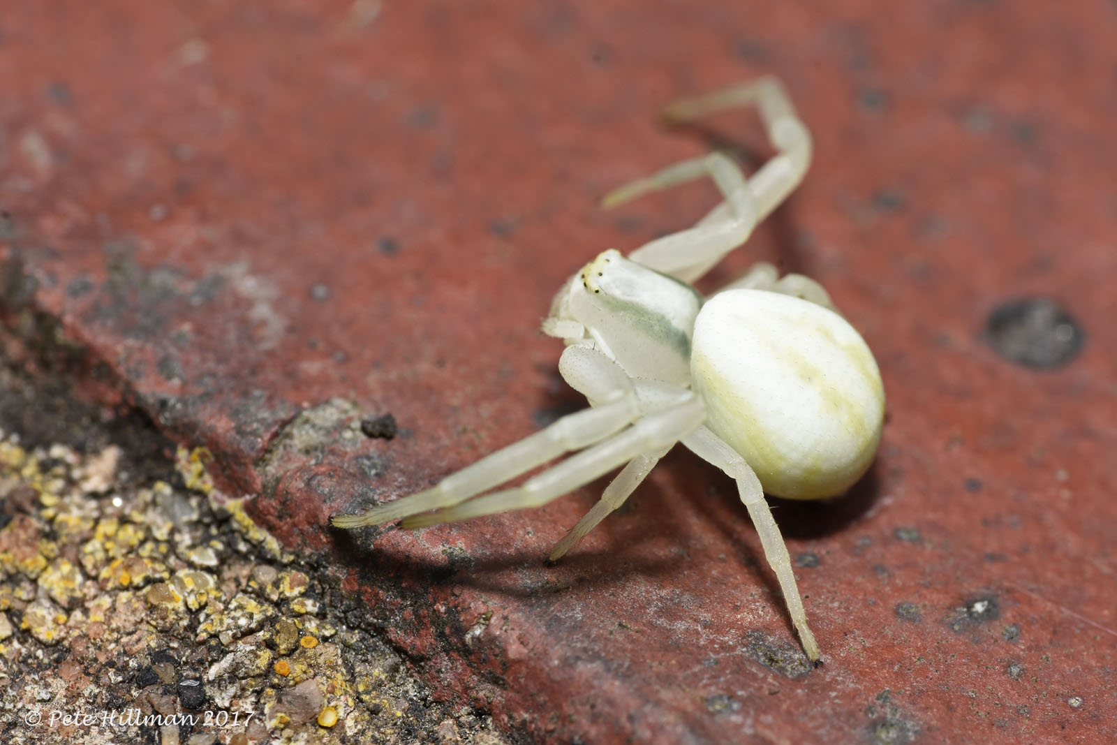 Goldenrod Spider Misumena vatia