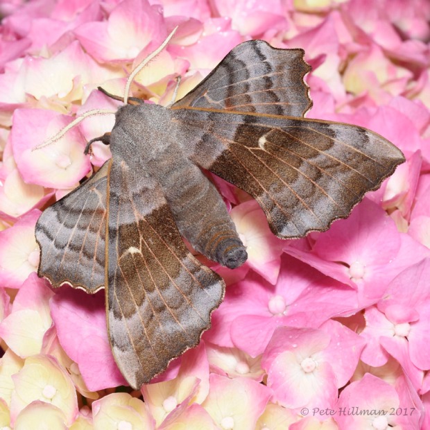 Poplar Hawk-moth Laothoe populi