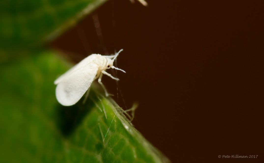 Whitefly Aleyrodidae