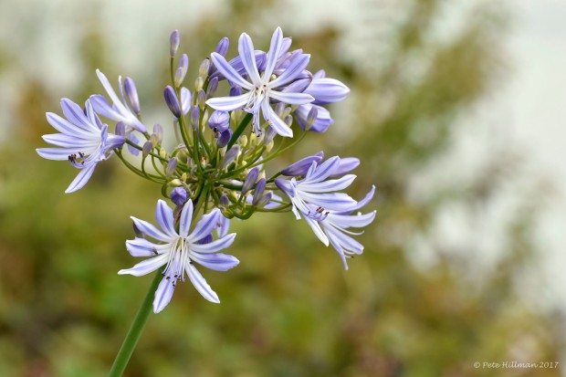 African Lily Agapanthus africanus