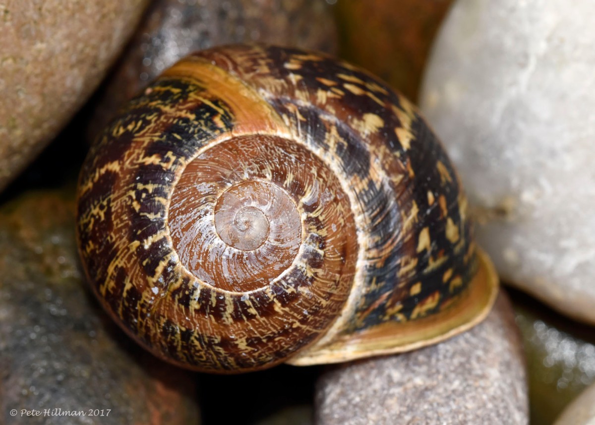 Garden Snail Cornu aspersum shell