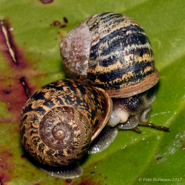 Garden Snail Cornu aspersum mating