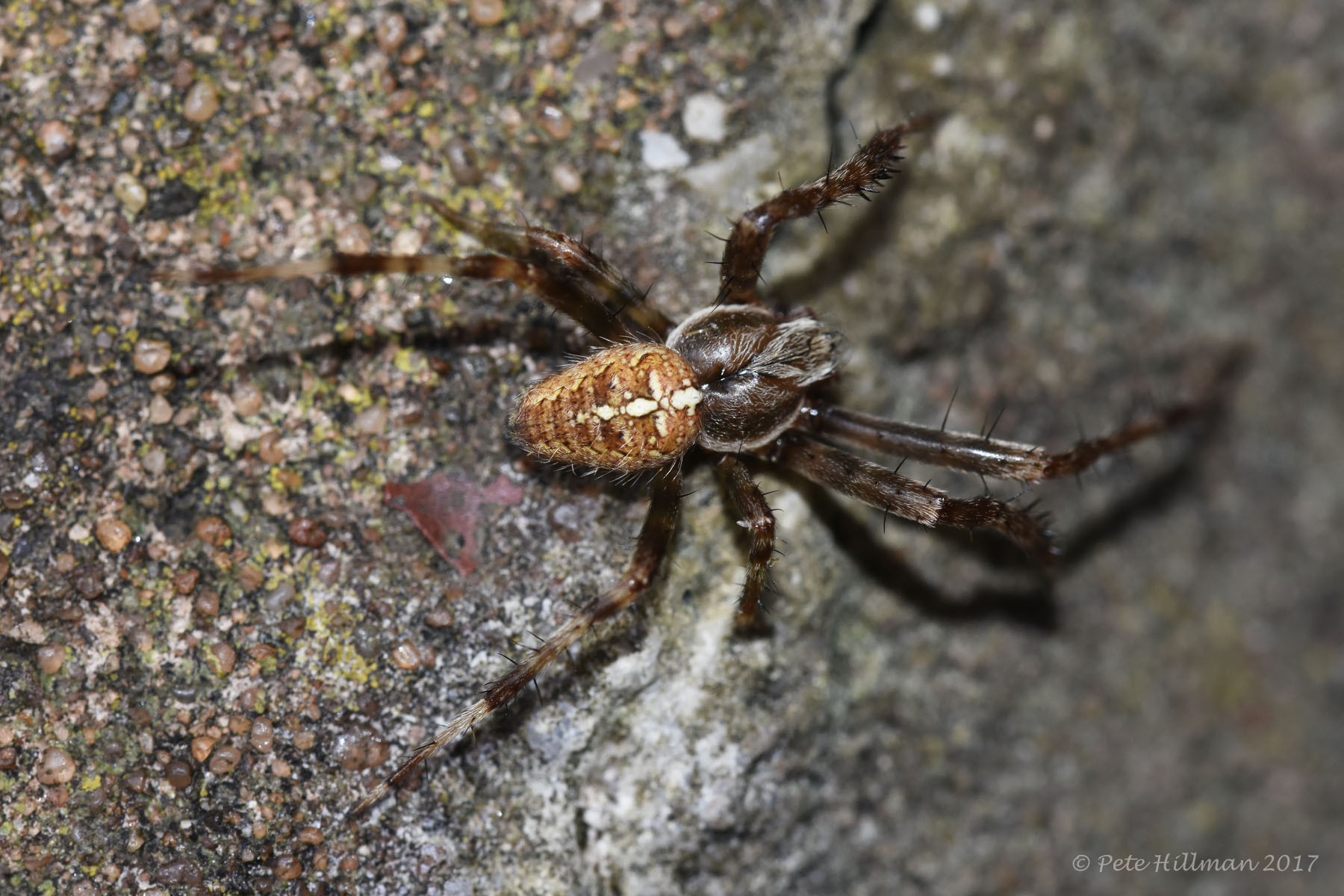 Garden Spider Araneus diadematus male