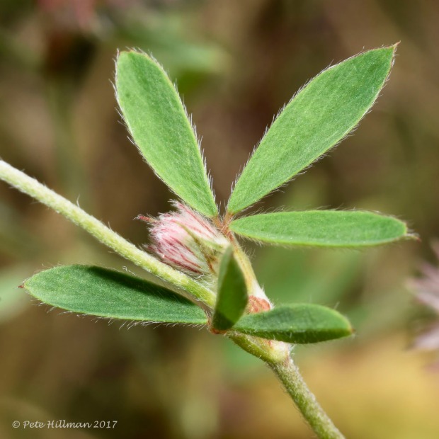 Hare's-foot Clover Trifolium arvense leaf