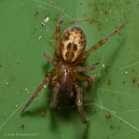Lace-weaver Spider Amaurobius similis