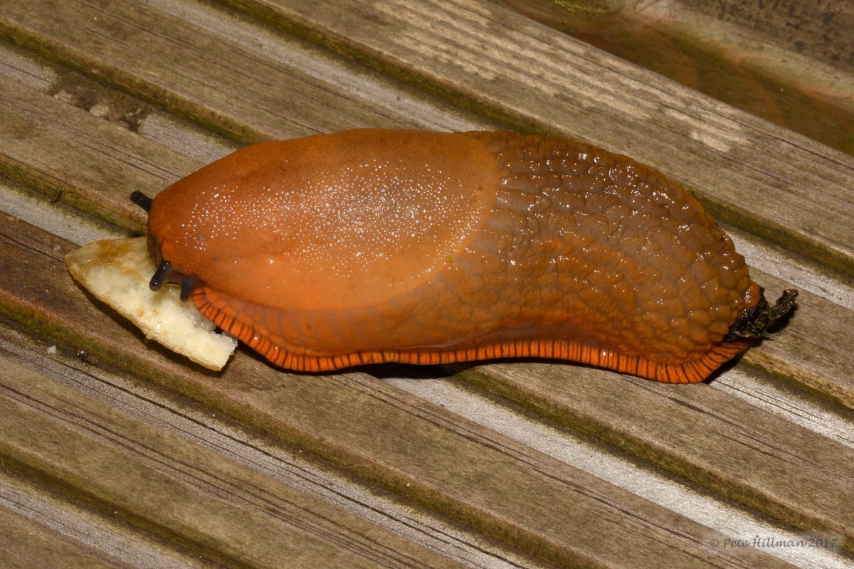 Large Red Slug Arion (Arion) rufus