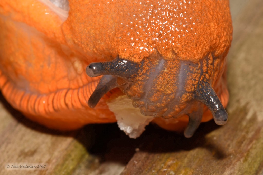 Large Red Slug Arion (Arion) rufus