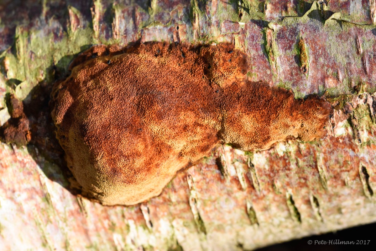 Rusty Porecrust Phellinus ferruginosus
