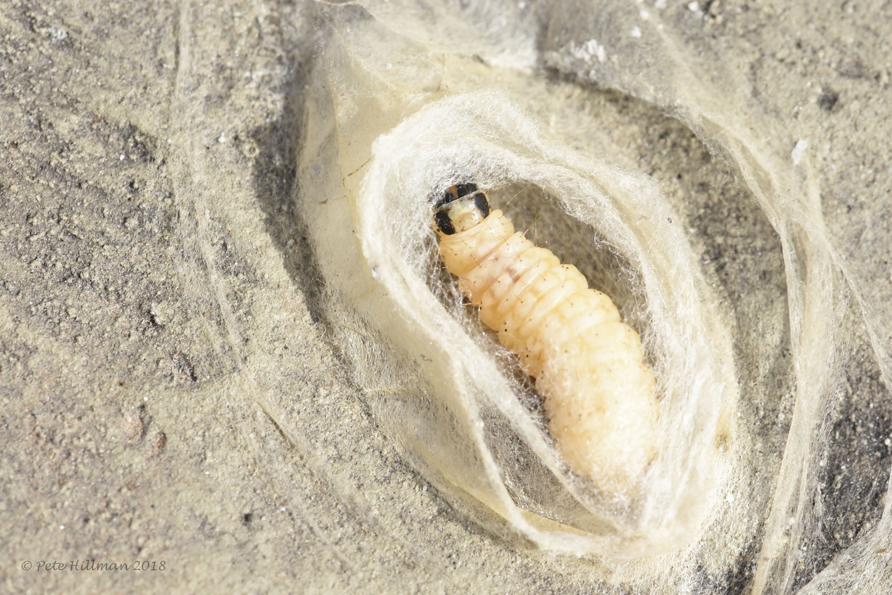 Small Magpie Eurrhypara hortulata larva
