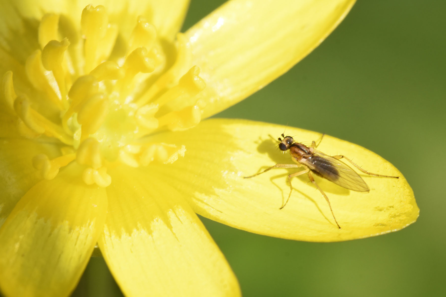 Yellow Spear-winged Fly Lonchoptera lutea