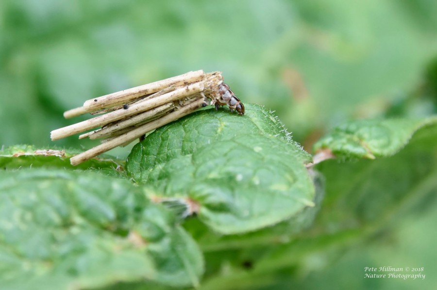 Common Bagworm Psyche casta larva