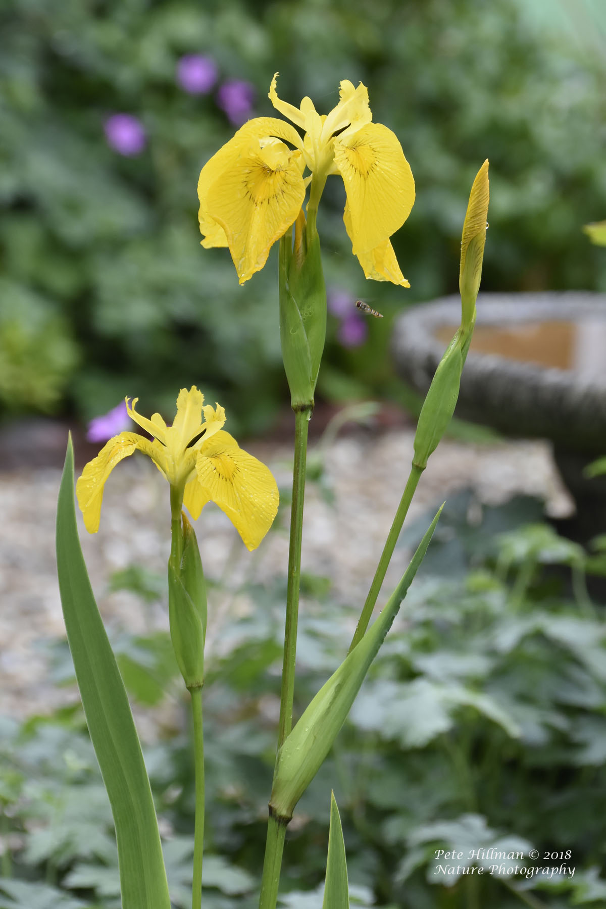 Yellow Flag Iris Iris pseudacorus