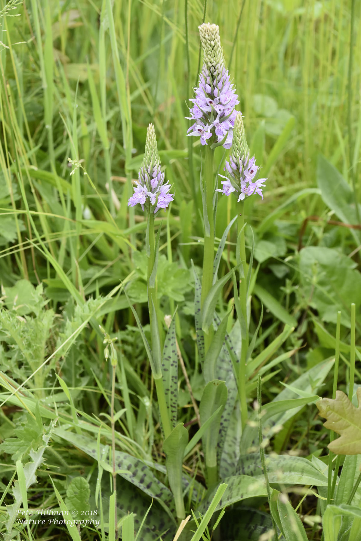 Common Spotted-orchid Dactylorhiza fuchsii