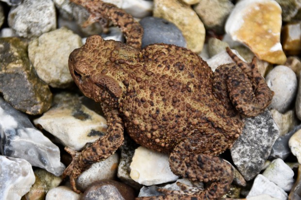 Common Toad Bufo bufo