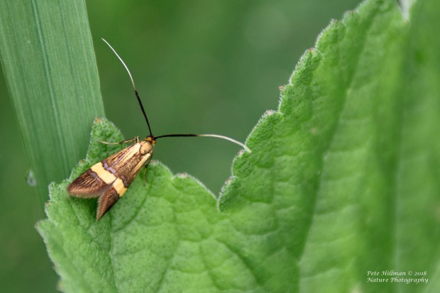 Longhorn Moth Nemophora degeerella