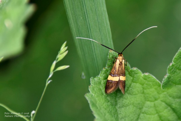 Longhorn Moth Nemophora degeerella