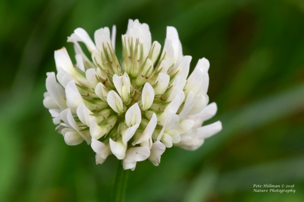 White Clover Trifolium repens
