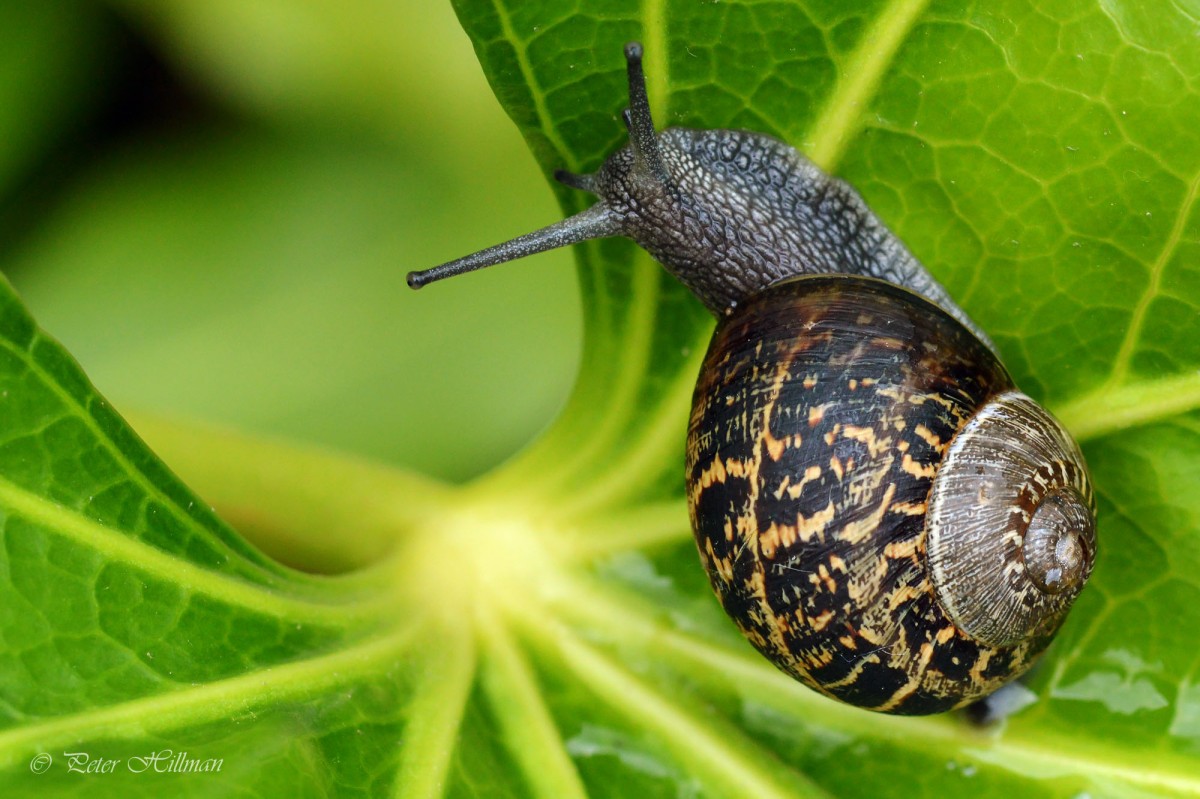 Garden Snail Cornu aspersum