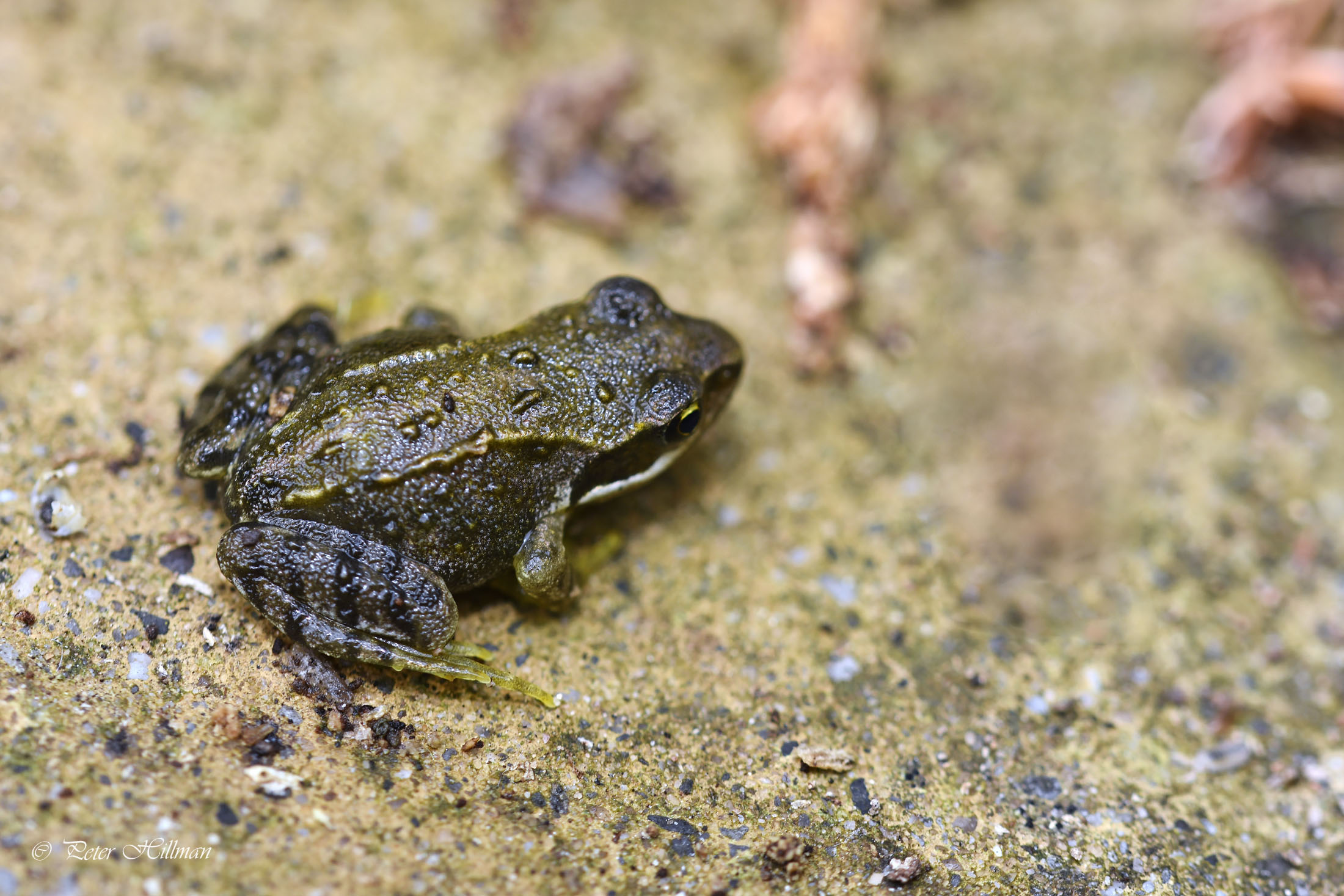 Common Frog Rana temporaria juvenile
