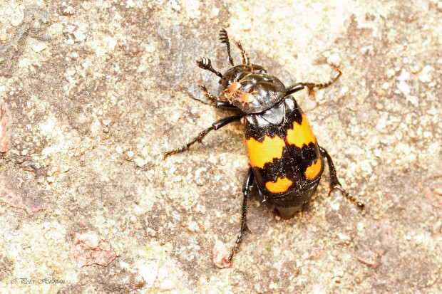 Common Sexton Beetle Nicrophorus vespilloides 