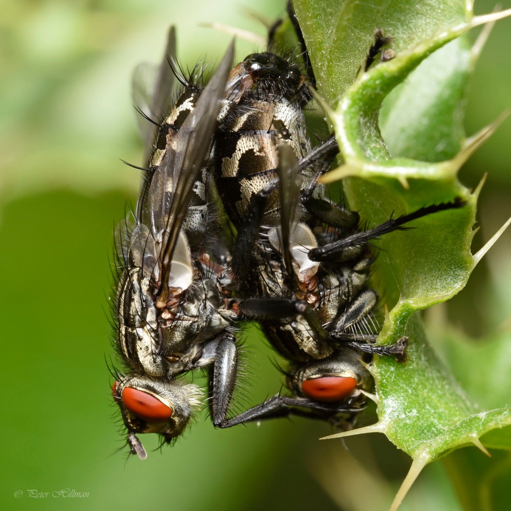 Flesh-fly Sarcophaga sp