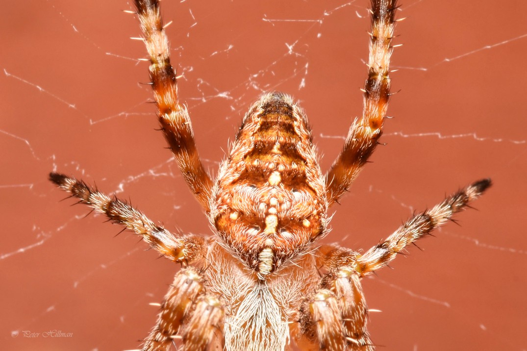 Garden Spider Araneus diadematus