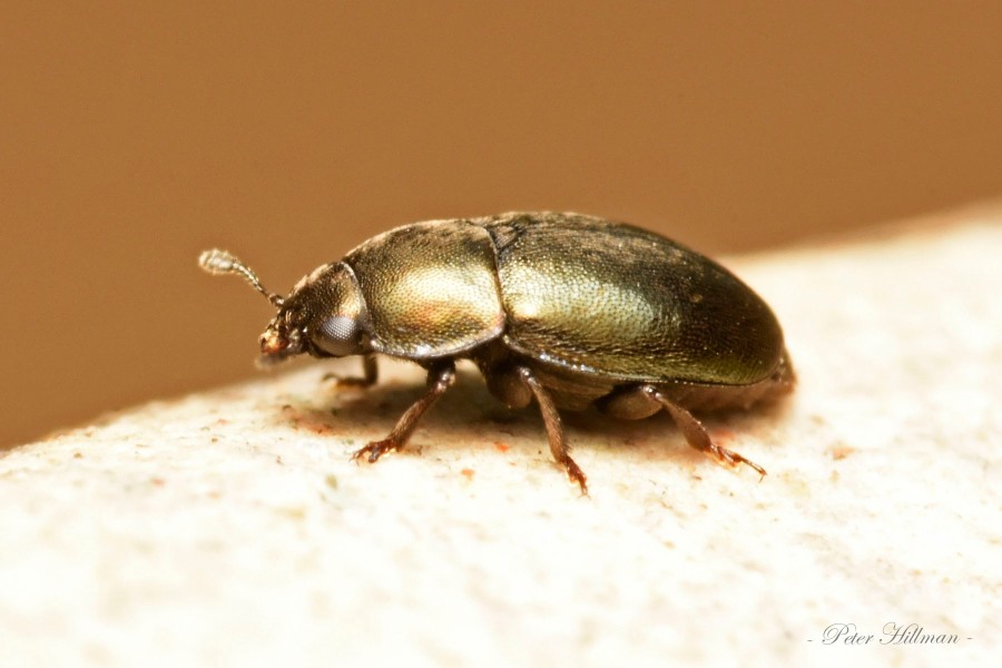 Common Pollen Beetle Meligethes aeneus
