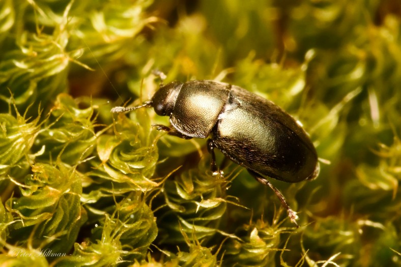 Common Pollen Beetle Meligethes aeneus