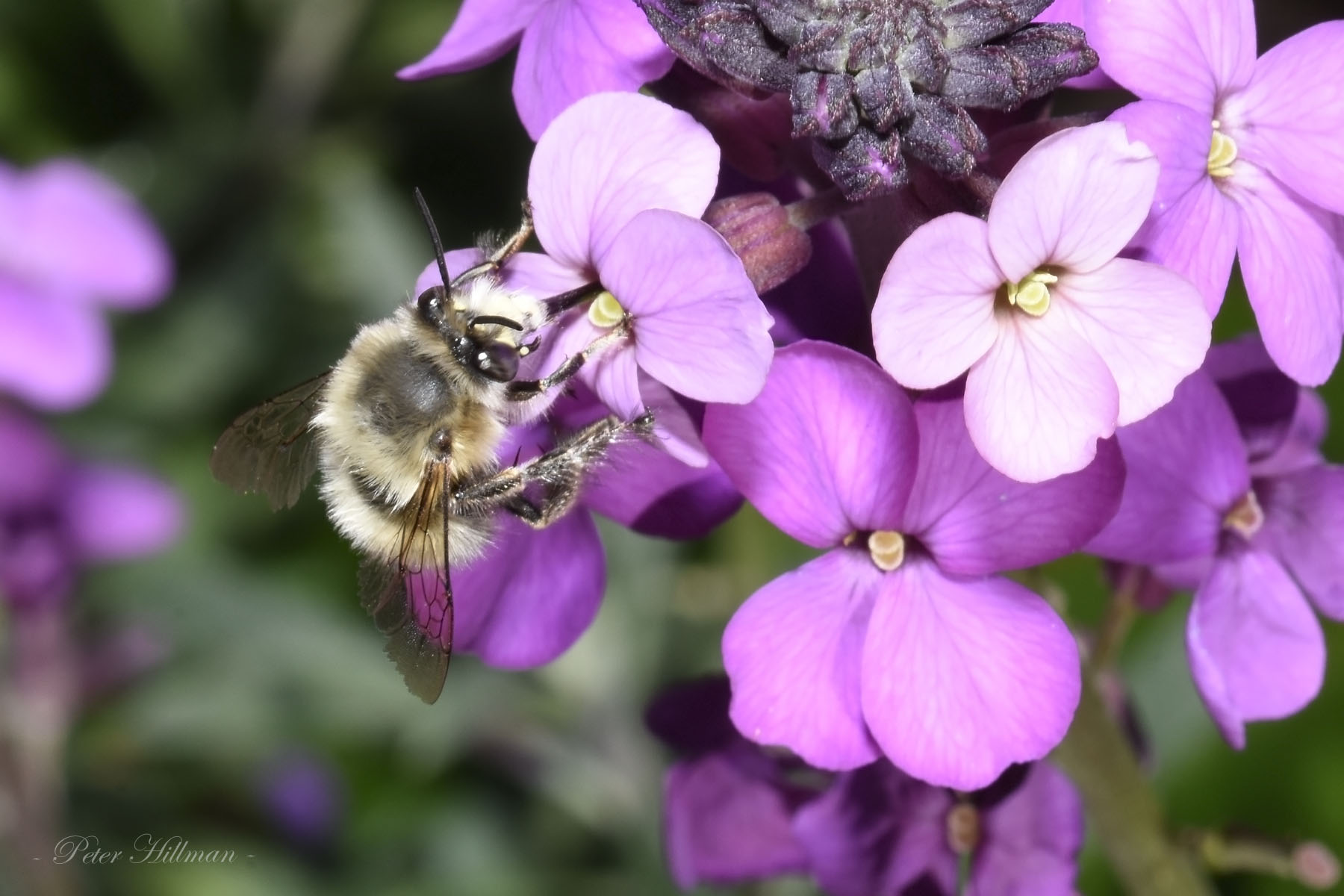 Hairy-footed Flower Bee Anthophora plumipes male