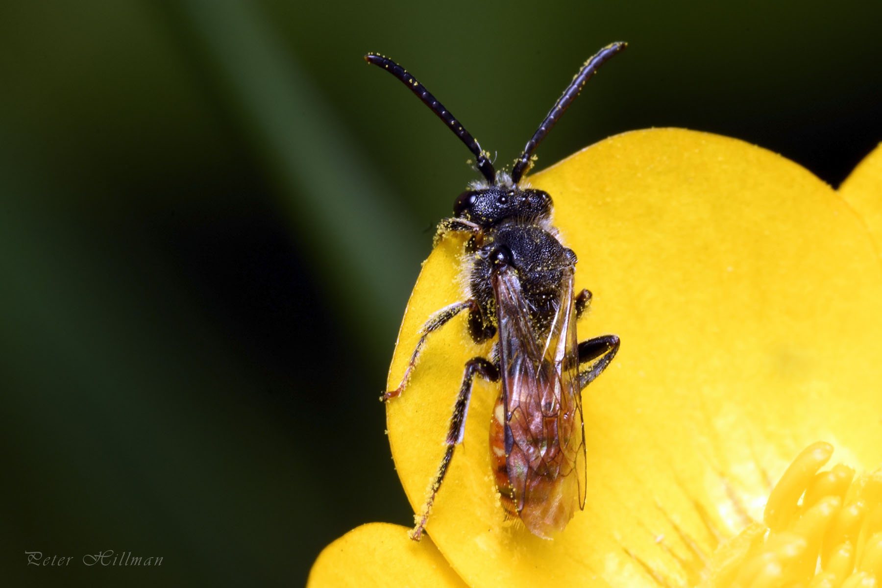 Fabricius' Nomad Bee Nomada fabriciana male