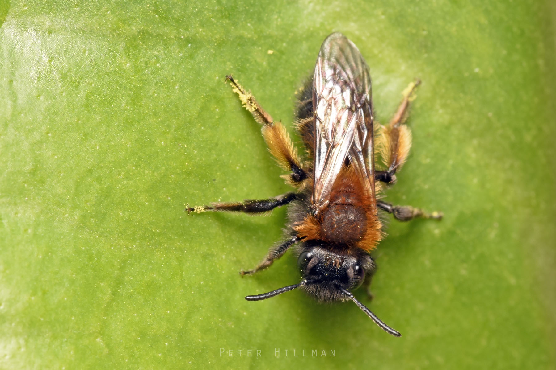 Gwynne's Mining Bee Andrena bicolor