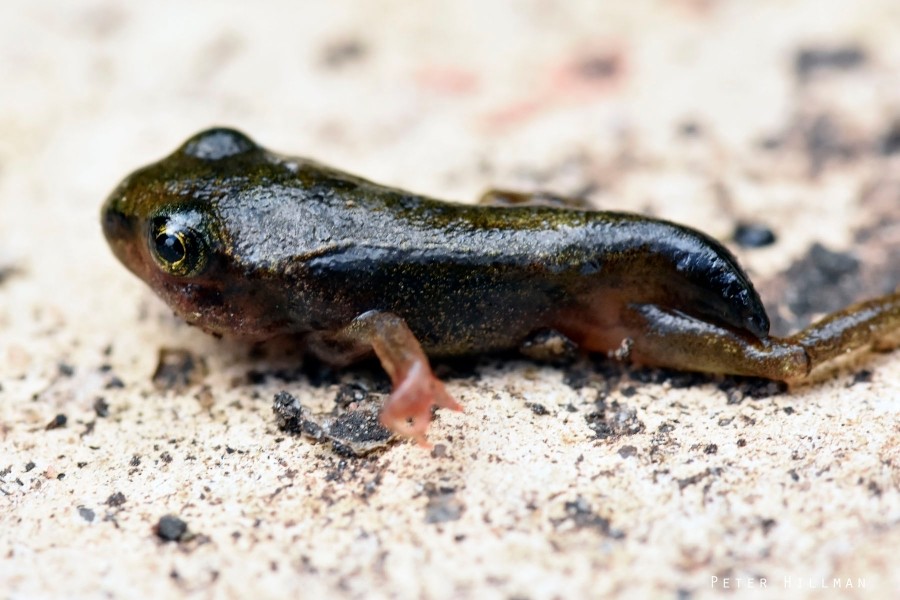 Common Frog Rana temporaria tadpole