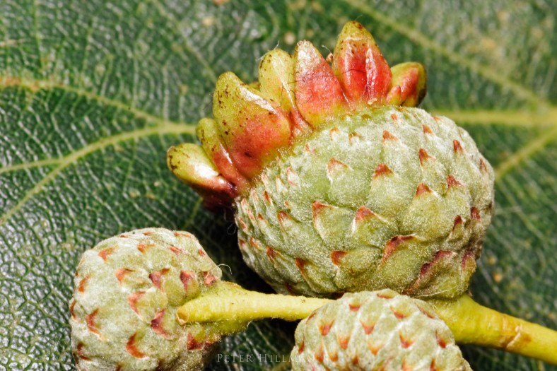 Knopper Gall Andricus quercuscalicis