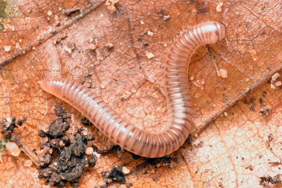 Blunt-tailed Snake Millipede Cylindroiulus punctatus