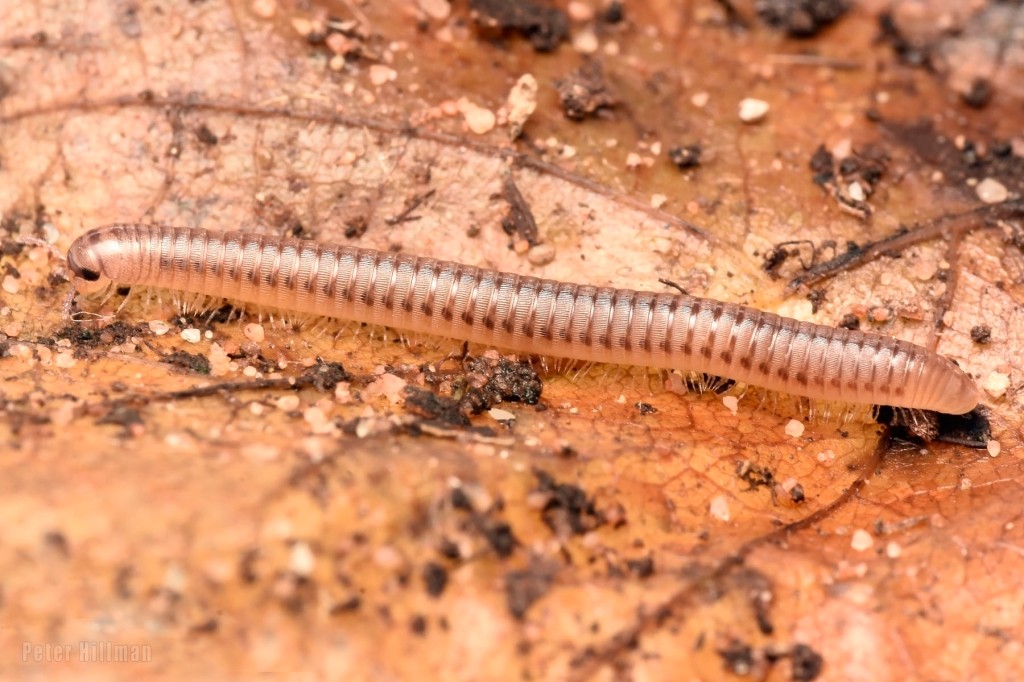 Blunt-tailed Snake Millipede Cylindroiulus punctatus