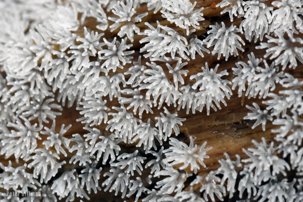 Coral Slime Ceratiomyxa fruticulosa